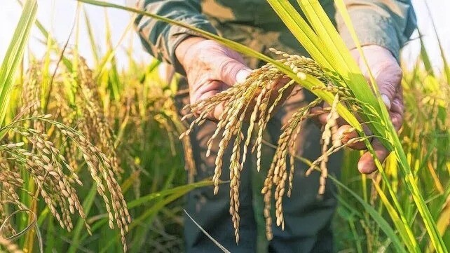 En Entre Ríos el arroz perdió área por costos y menor rentabilidad agrícola