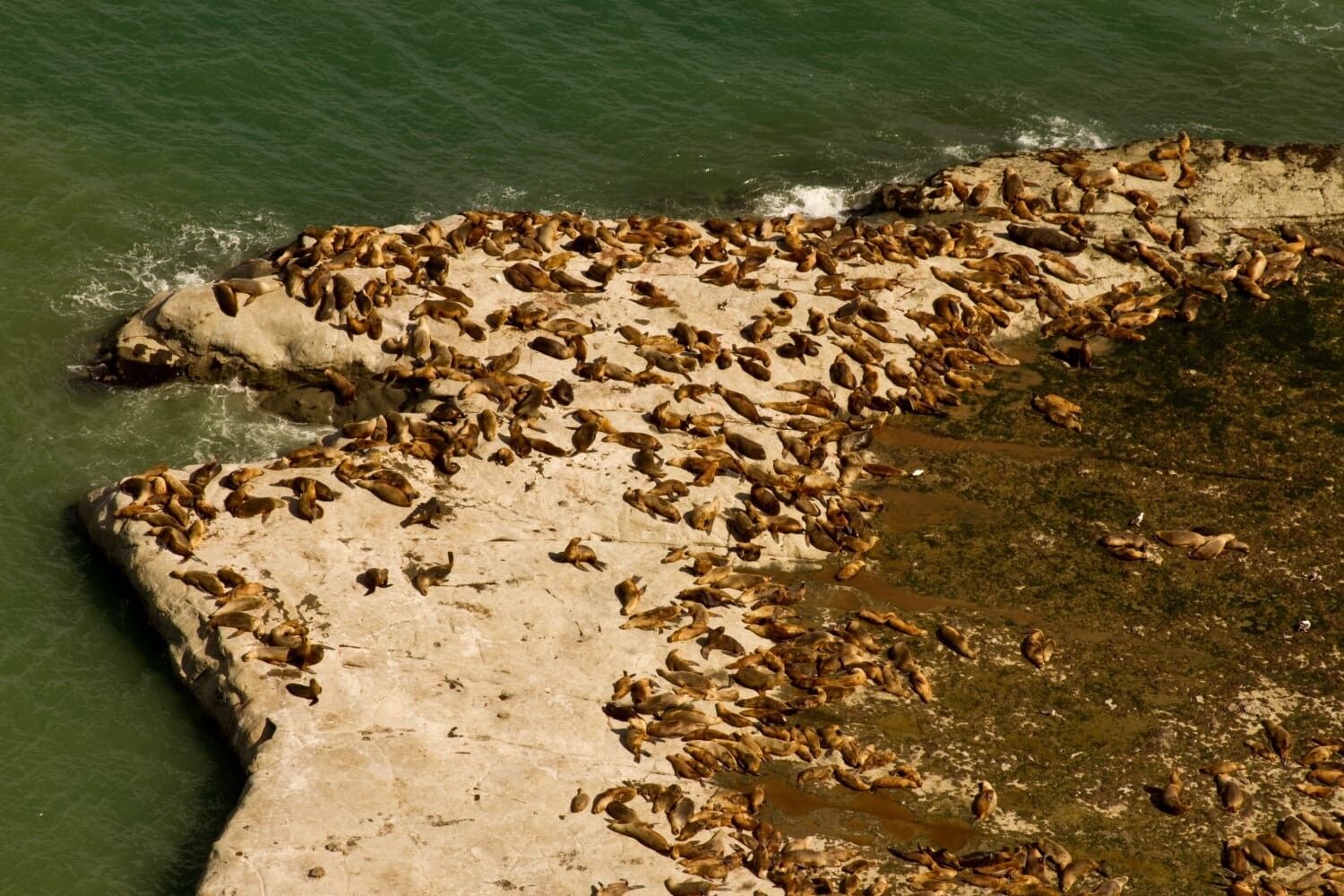 Chubut aprobó el primer Plan de Manejo del Área Natural Protegida Punta Marqués