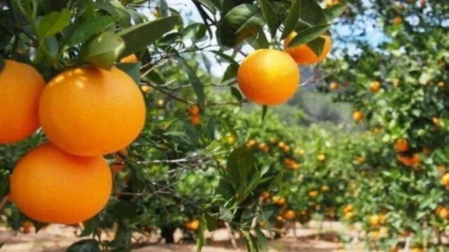 Rentabilidad en rojo para la producción citrícola de Entre Ríos