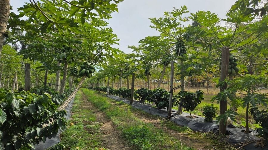 Corrientes avanza con una experiencia pionera de café de especialidad y proyecta su primera cosecha para 2027