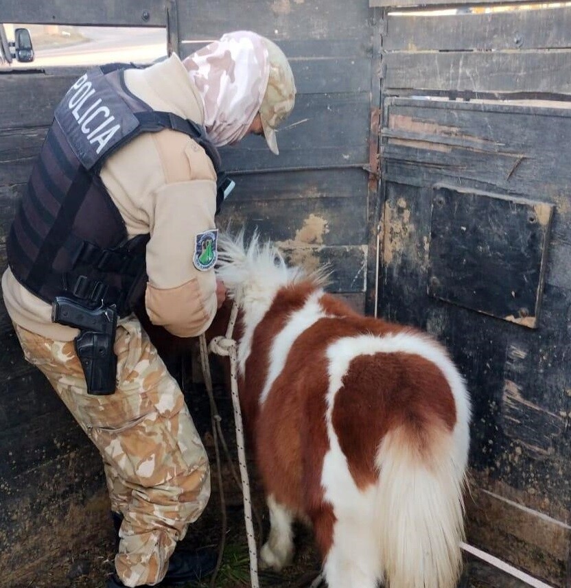 SAN RAFAEL | Robaron un caballo pony y lo ofrecían por redes sociales