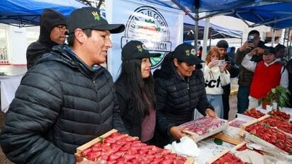 El gobernador destacó el impacto de la producción de frutilla en la generación de empleo
