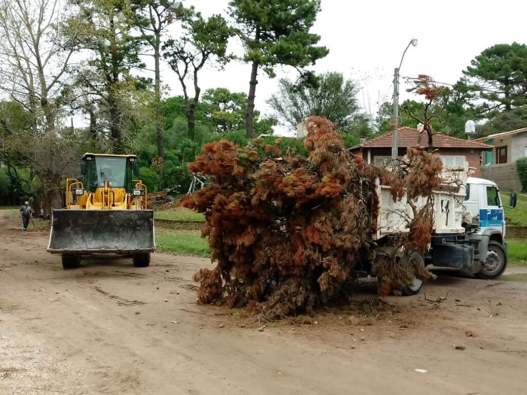 RECORDATORIO | Cronograma De Recolección De Ramas