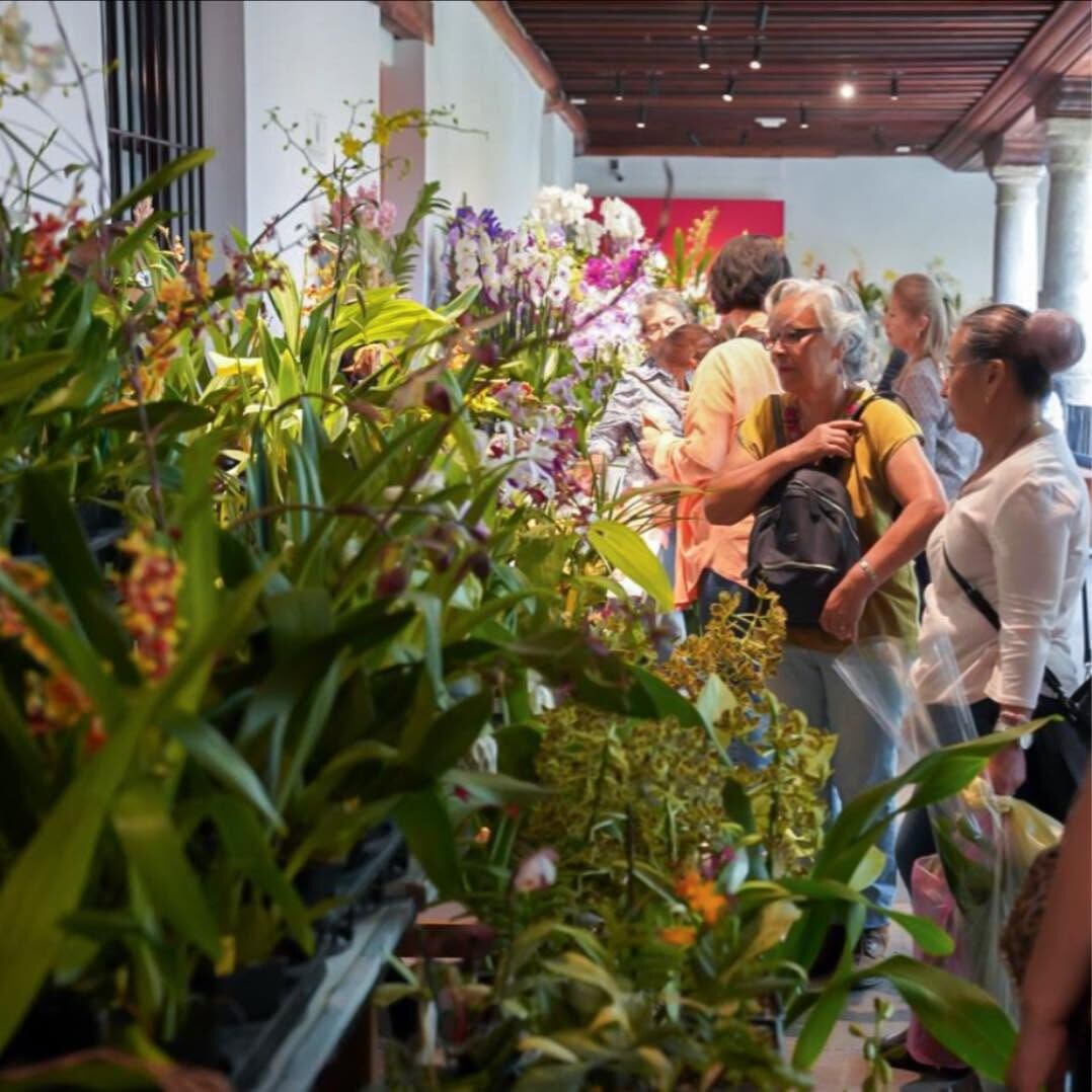 Villa Ocampo Será Sede De La “Exposición De Orquídeas”