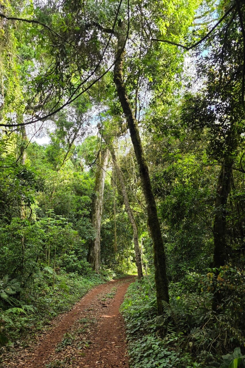 Guardianes del monte en la Biósfera Yabotí
