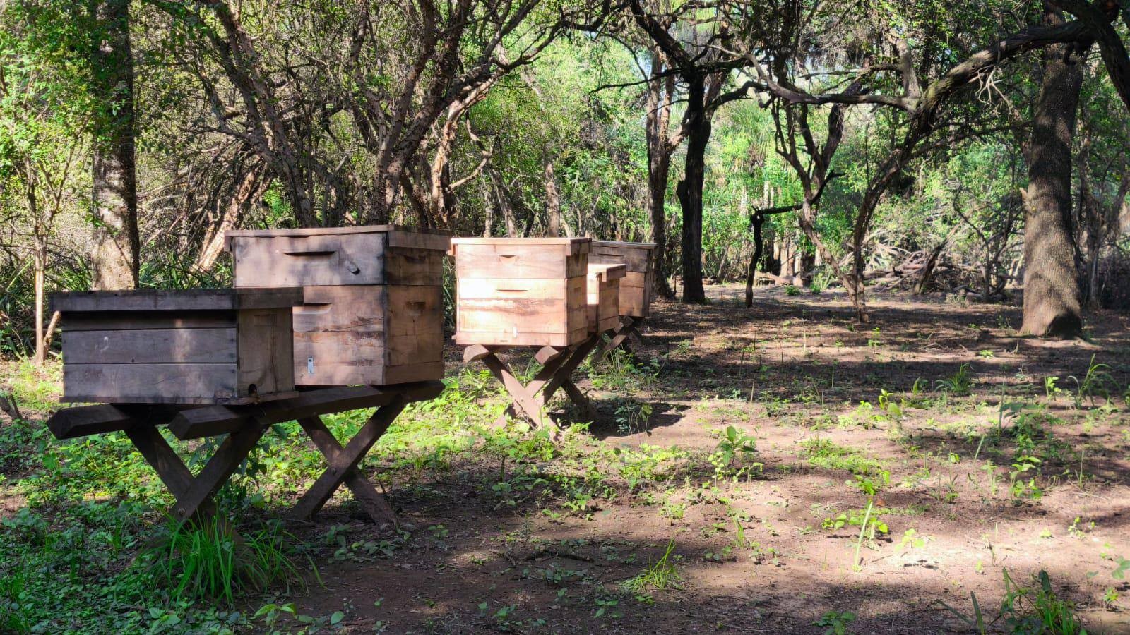 CHACO: LA PROVINCIA LIDERA LA PRODUCCIÓN DE MIEL ORGÁNICA EN LA ARGENTINA