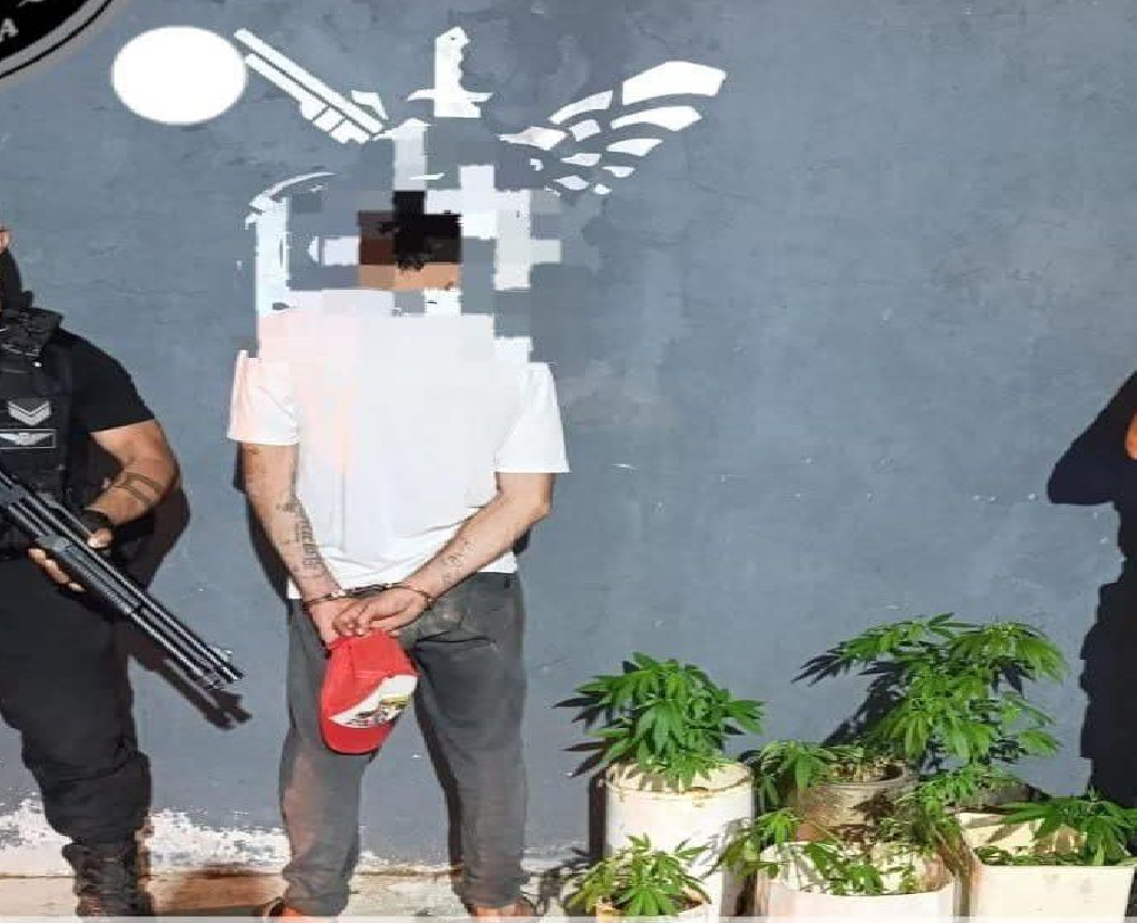 QUITILIPI: LA POLICIA SECUESTRA PLANTAS DE MARIHUANA