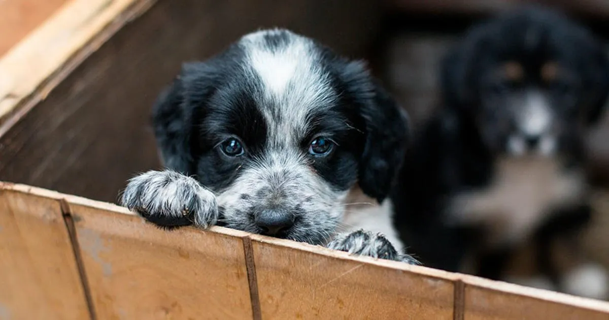 adopcion-perros-que-debo-tener-cuenta