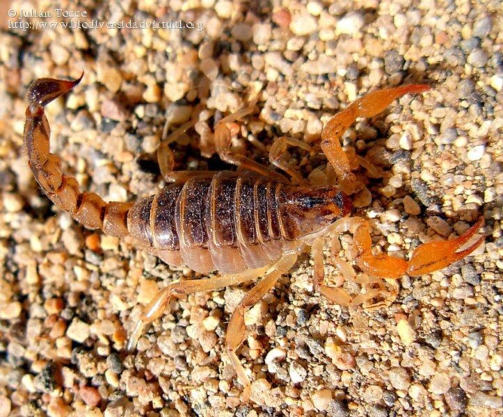 Provincia brindó recomendaciones para evitar picaduras o mordeduras de animales ponzoñosos de importancia sanitaria