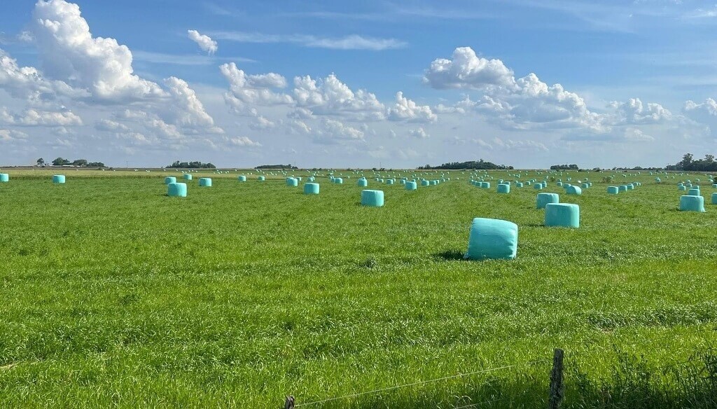 La alfalfa también nutre el boom agroexportador: los envíos crecieron más de 90% en el primer trimestre