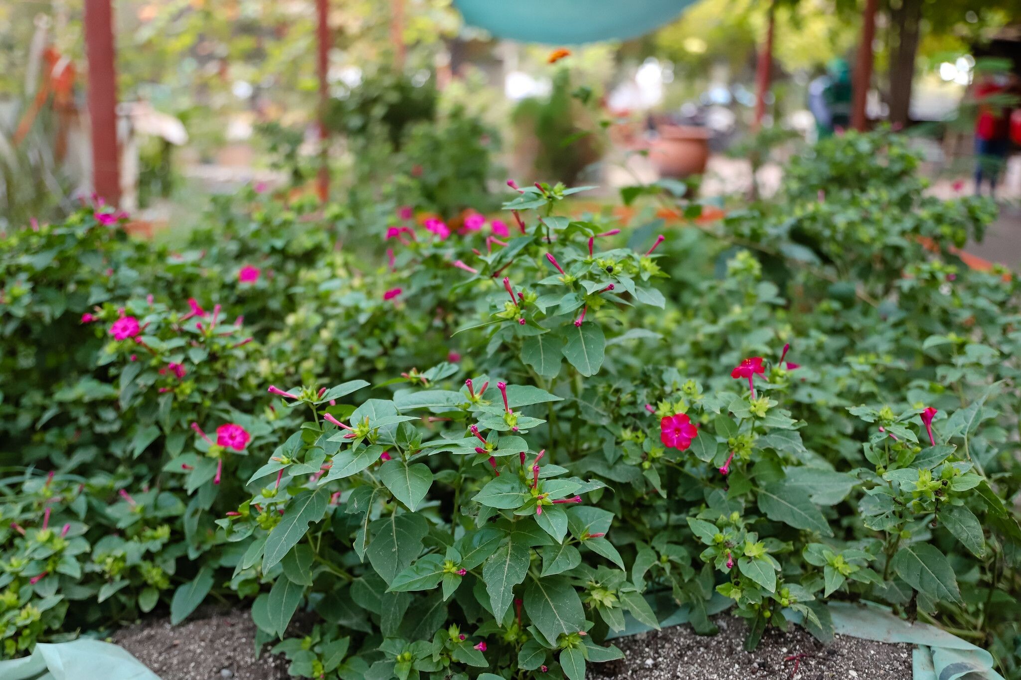 El municipio de la Ciudad de San Juan presenta el Taller «Alma Verde»,un taller para  conectar con la naturaleza y aprender sobre plantas.