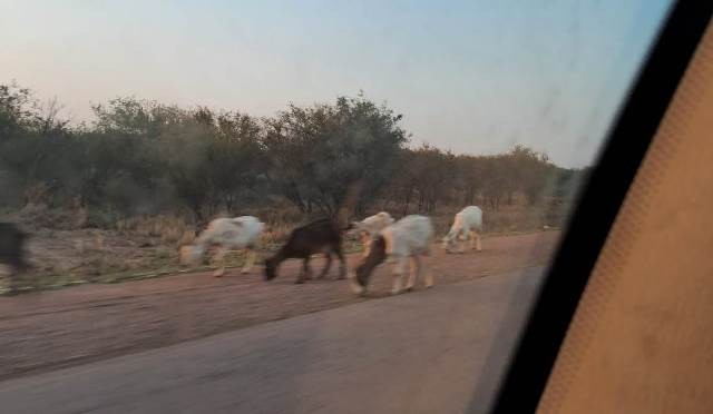 animales en la 92.jpeg El peligro de siempre