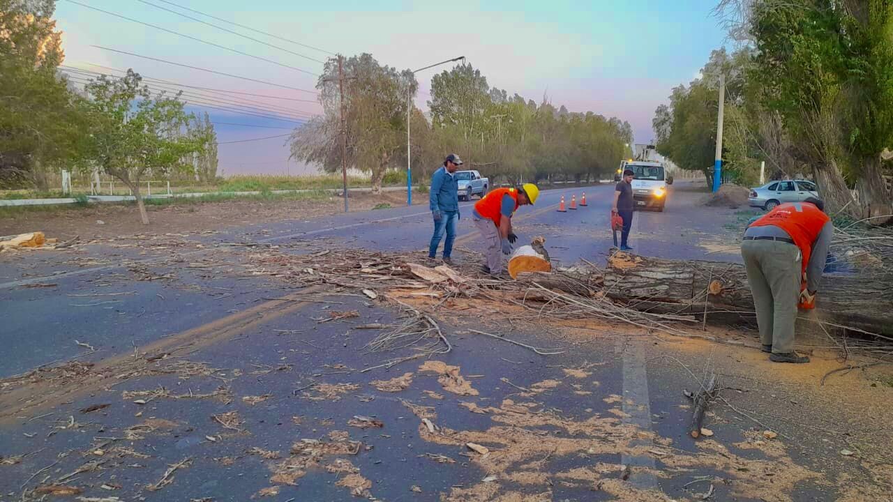 Desde la Municipalidad de 9 de Julio se informa que en la tarde del lunes 30 de Septiembre se intervino en distintas zonas del departamento donde producto del fuerte viento zonda, hubo caída de ramas y arboles de gran porte.