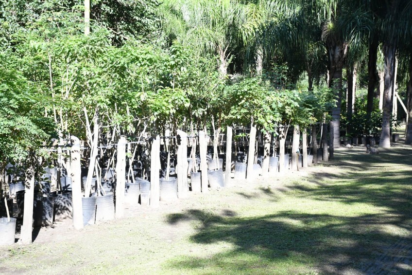 arbol.jpg