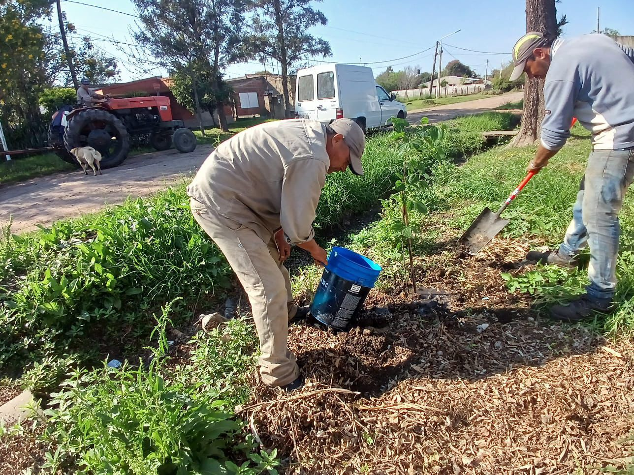 arbolado.png El Municipio Ocampense Continua Con El Plan De Arbolado Urbano