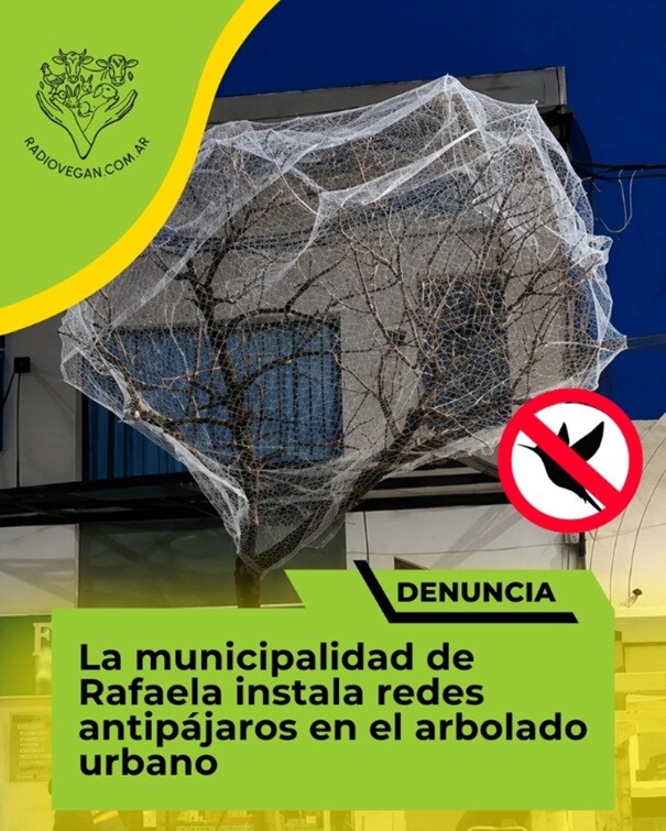 arboles.jpg Municipio instala redes antipájaros