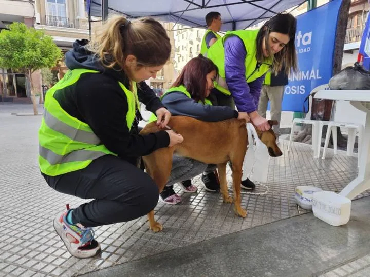 atencion-perros-peregrinos.webp Fiesta del Milagro: habrá puntos fijos para la atención de animales