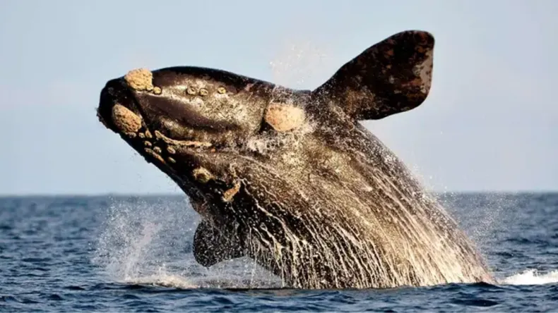 EL IMPACTO DE LA MAREA ROJA EN CHUBUT: CIENTÍFICAS DEL CONICET REVELAN CÓMO LAS TOXINAS AFECTAN A BALLENAS Y LOBOS MARINOS.