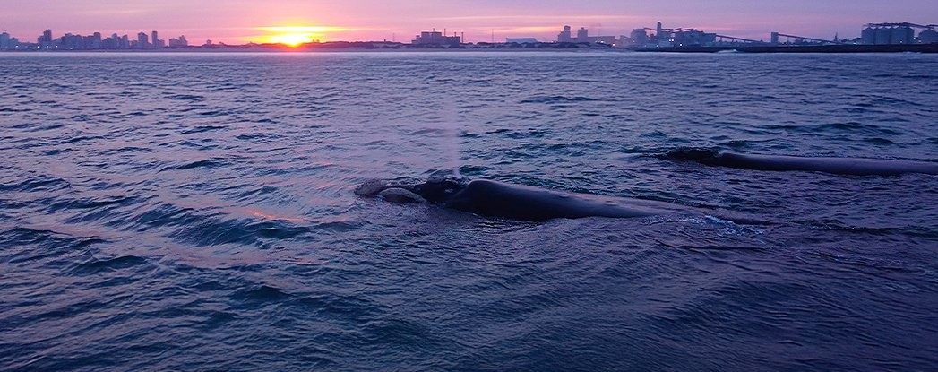 ballenas-escollera-necochea.jpg