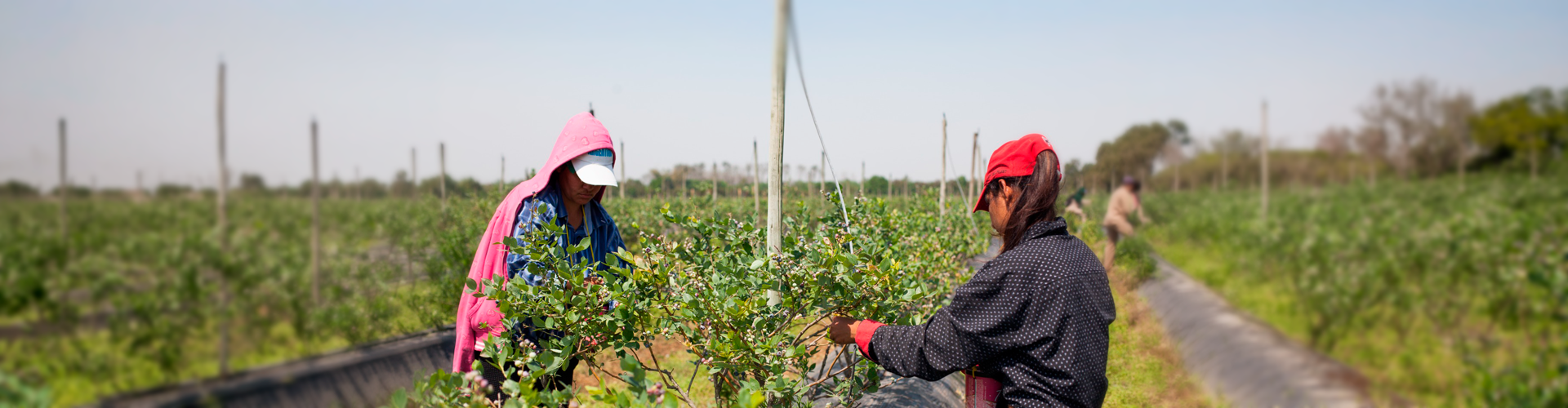 Todos los trabajadores y trabajadoras rurales ya pueden inscribirse en el Programa de Empleo Rural del RENATRE