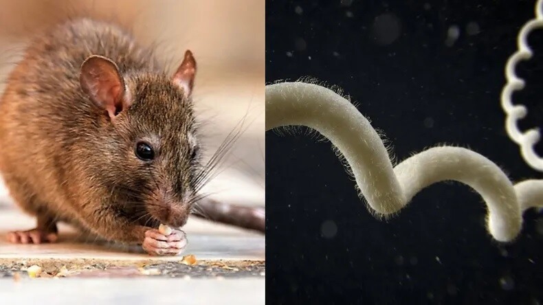 b.jpg La leptospirosis en Córdoba ya se cobró una vida y refuerzan las medidas sanitarias en la provincia