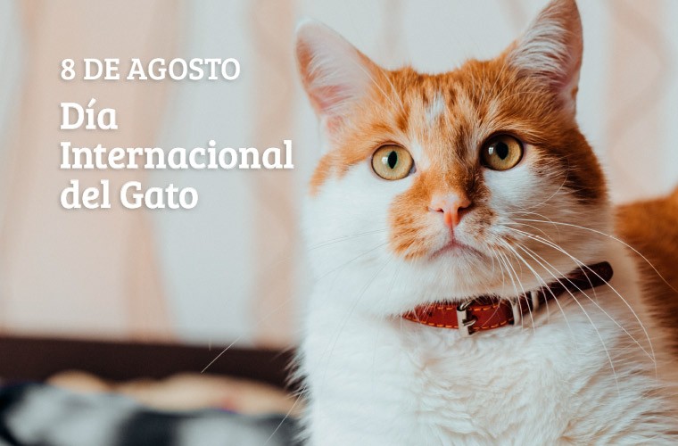 blog_dia_gato.jpg 08 de agosto: Día Internacional del Gato