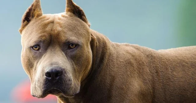 brutal-ataque-de-un-pitbull-a-una-nena-de-2-años-quedó-v0-0o6GwbMphgDA2AsHAkfukxAAVTyW9C0eR5DZMfSVdfM.webp