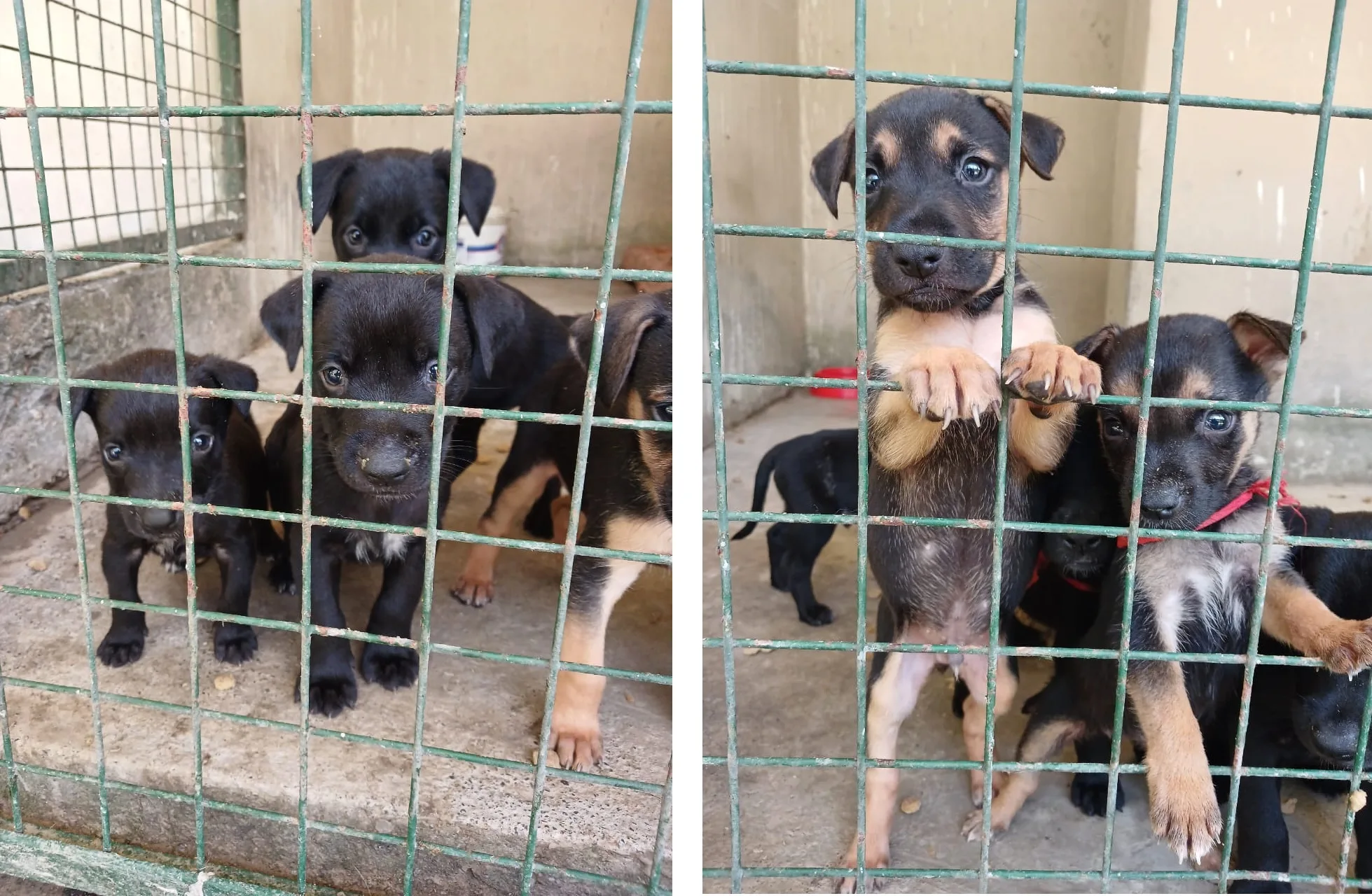 cachorros-en-adopcion-2-jpeg.webp