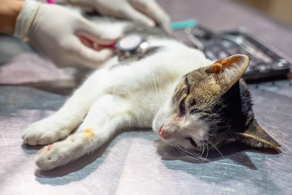 El Móvil de Castración atenderá en Primera Junta, Solidaridad y Justicia