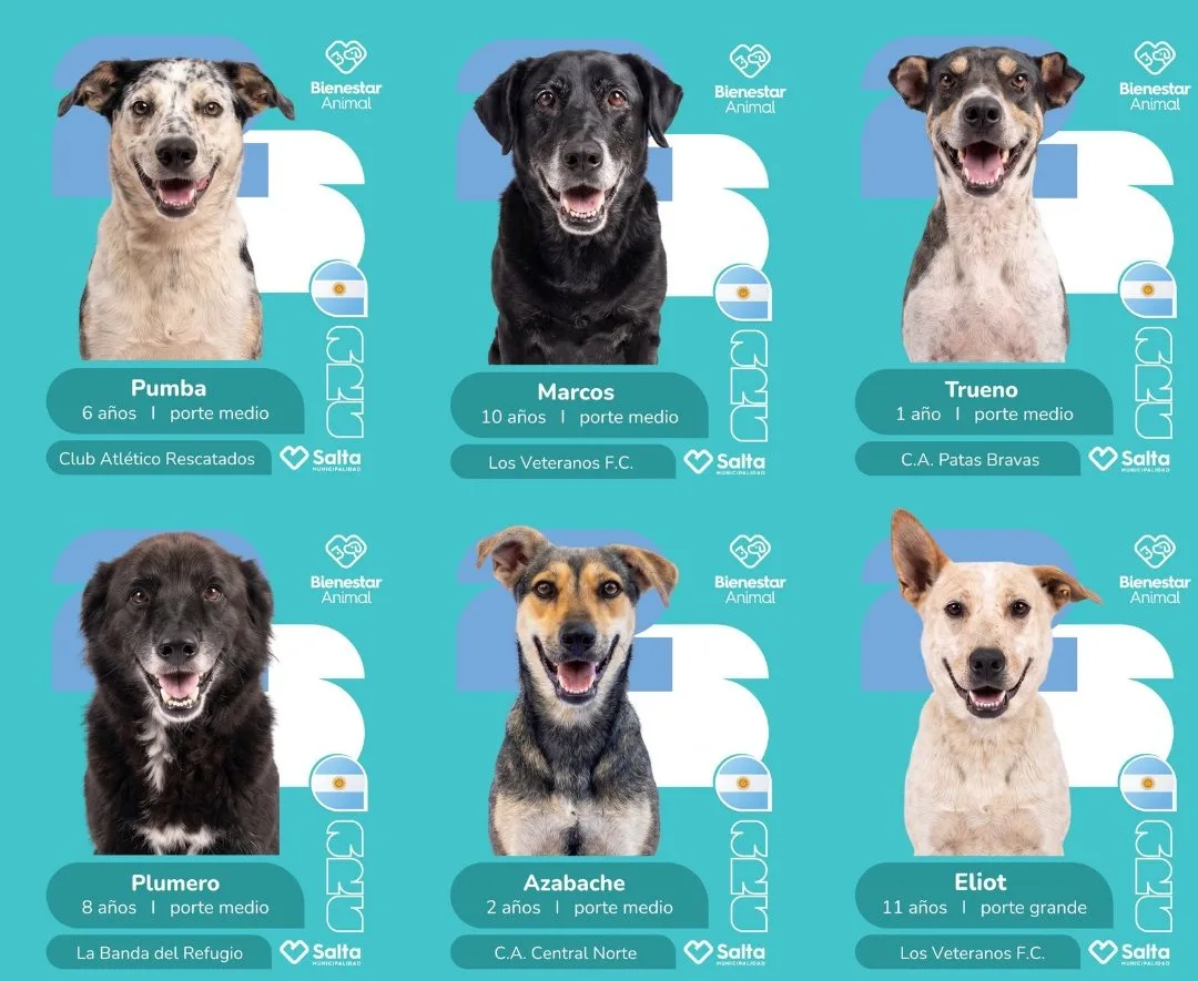 ¡LANZAN LAS FIGURITAS DEL “MUNDIAL PERRUNO” PARA PROMOVER LA ADOPCIÓN RESPONSABLE EN SALTA!