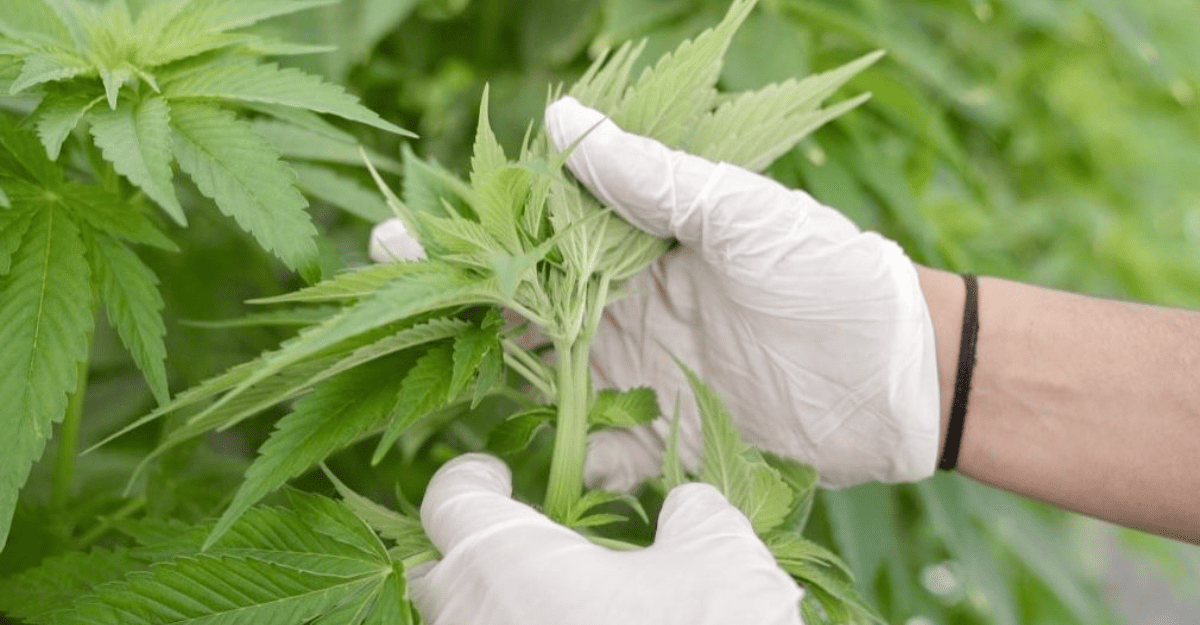 Innovación y calidad: CanMe certifica producción orgánica de cannabis medicinal, un paso clave para el sector.