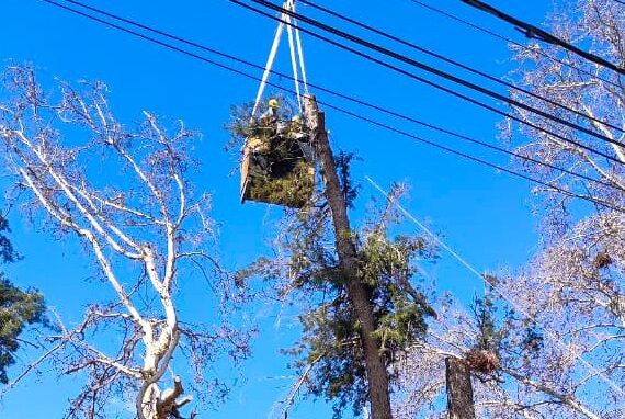La municipalidad de la Ciudad de San Juan realiza extracción de árboles secos de gran porte en calle Hipólito Yrigoyen
