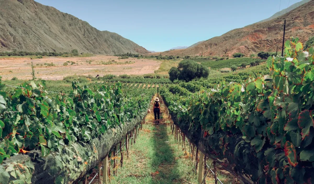 . «II Jornadas de Enoturismo en Jujuy» y «Las Rutas del Vino», el nuevo circuito de vinos se presenta oficialmente