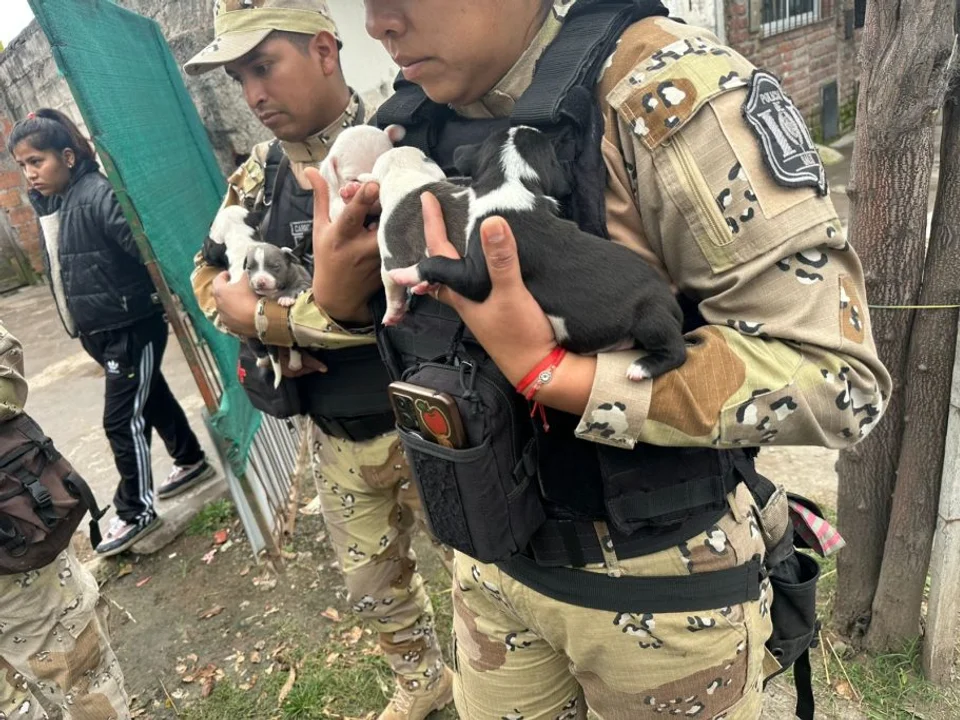caputo-georgieva-fmijpg.webp Salta: rescataron a diez perros pitbull que eran víctimas de maltrato animal