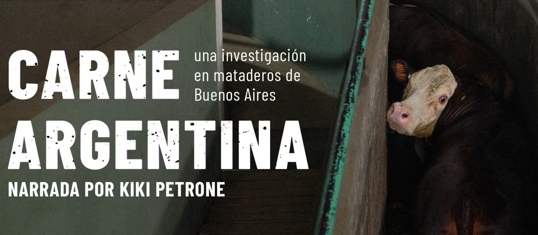Igualdad Animal revela tratos crueles en mataderos de animales de Argentina