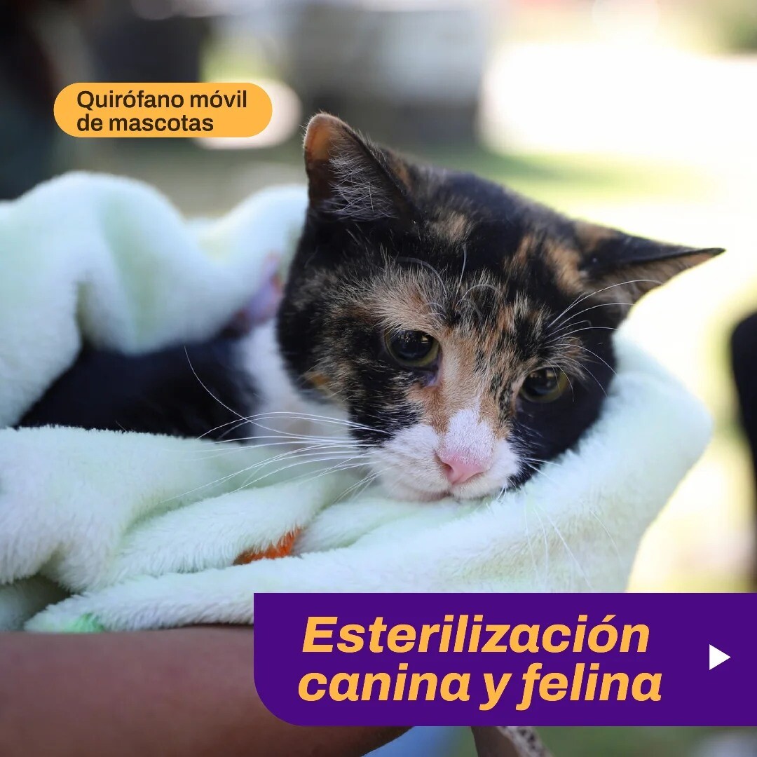 El municipio de la ciudad de San Juan ofrece castración gratuita y vacunación antirrábica para perros y gatos durante dos días.
