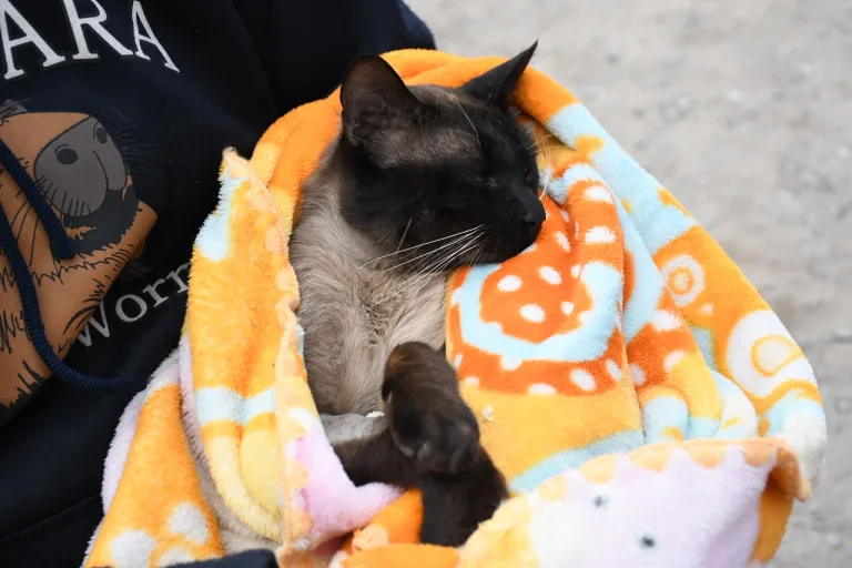 Continuan las castraciones gratuitas para perros y gatos en distintos barrios de Salta
