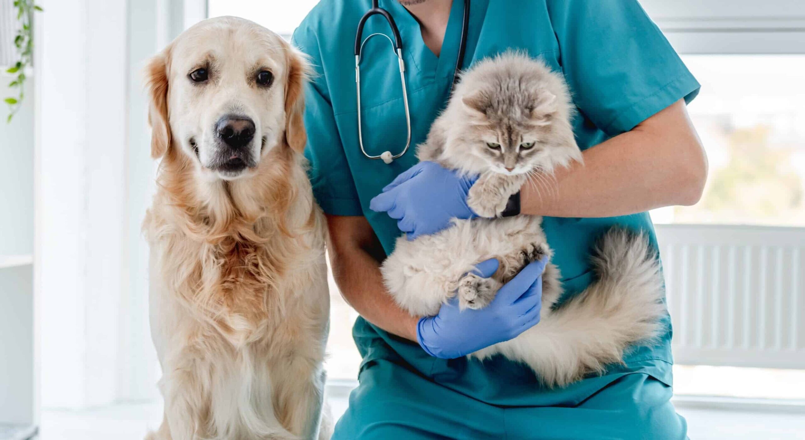 Realizarán una nueva campaña gratuita de esterilización para perros y gatos en Juan XXIII