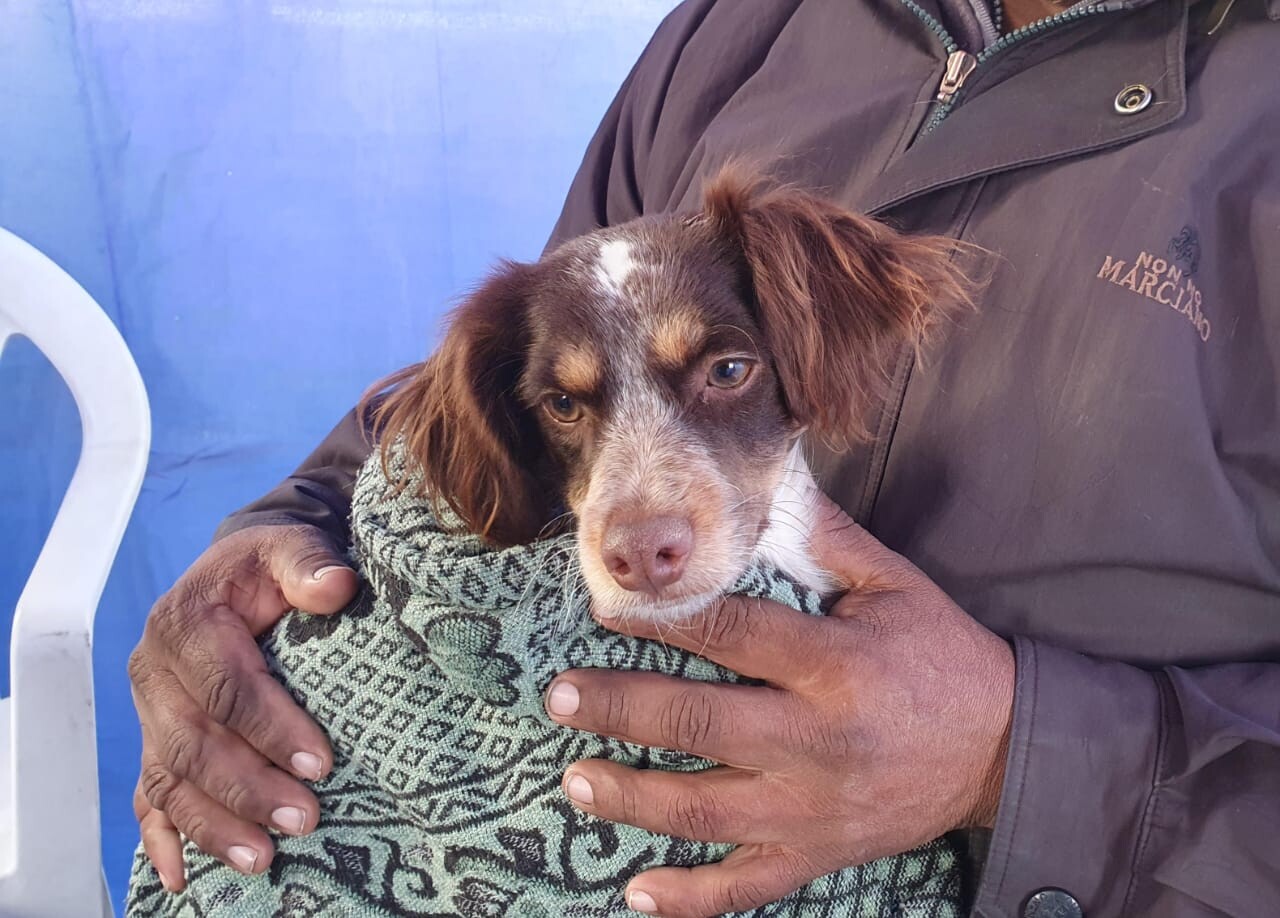 castracion4.jpg La próxima semana el Móvil de Castración atenderá en barrio Virgen del Rosario