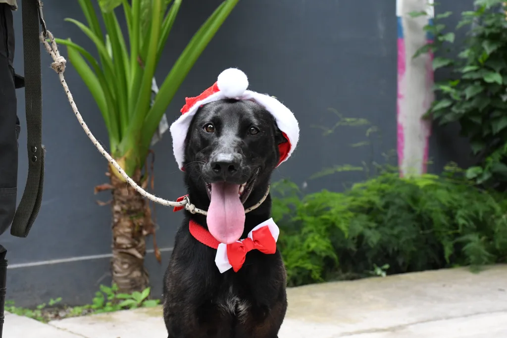 Este domingo 7 habrá una nueva jornada de adopción de perros