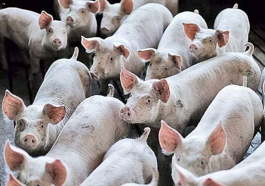La producción y comercialización de carne de cerdo en Misiones encendió sus luces de alarma