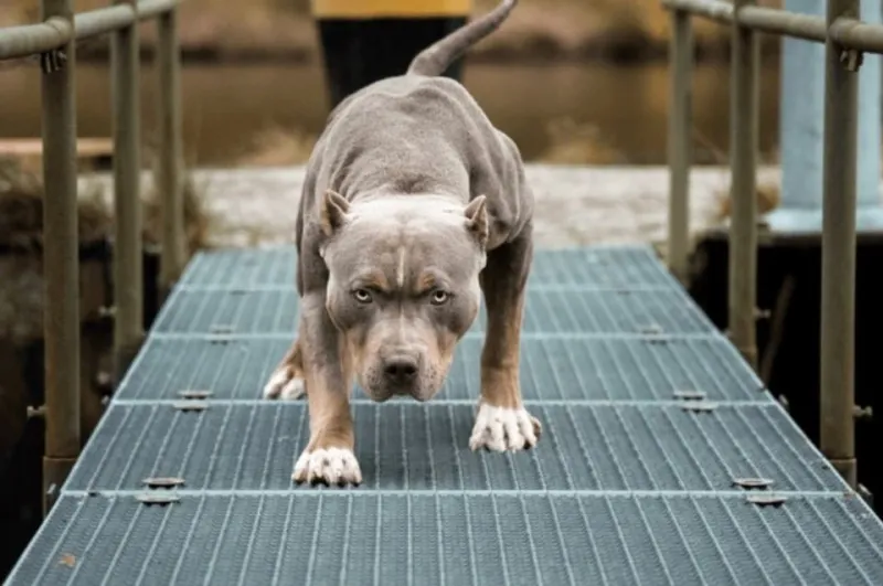 Empieza la colocación de chips a perros de razas peligrosas