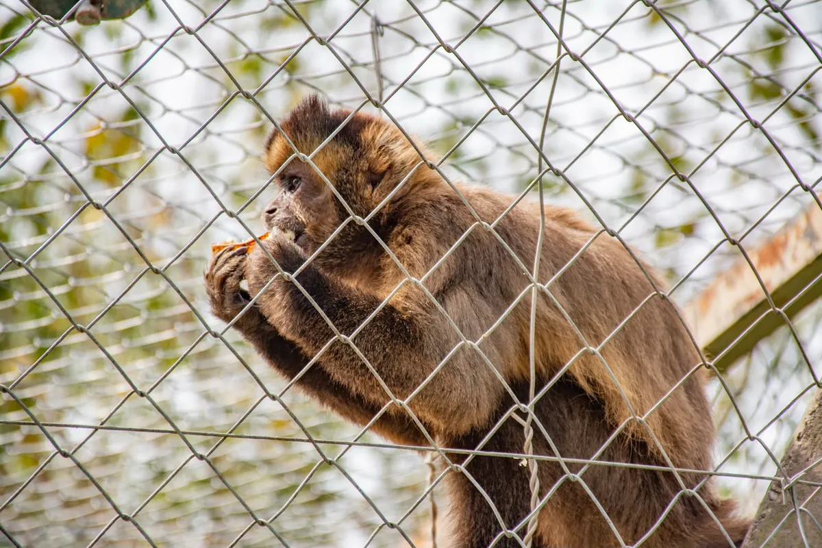 Qué hacer ante la presencia de monos en Jujuy