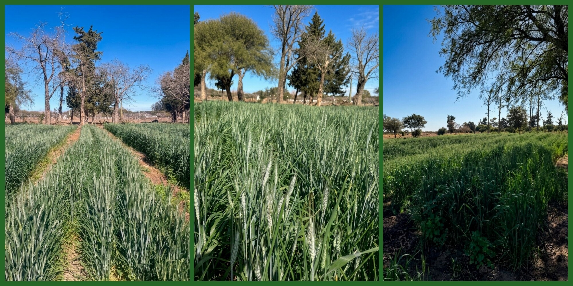 Quilino: El vivero municipal impulsa el trabajo con paja de trigo para artesanos locales