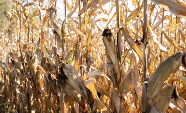 Maíz: la nueva campaña superaría los 60 millones de toneladas y aportaría US$ 8400 millones en exportaciones