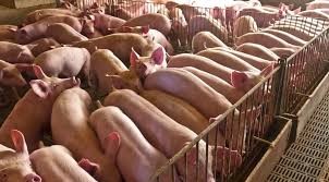 Culminaron las jornadas de la Mesa Porcina Provincial 2025