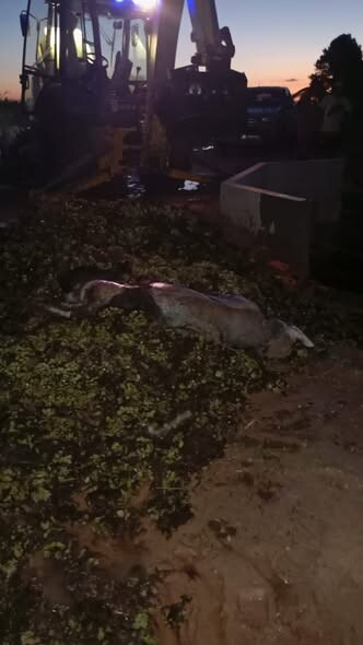 ctes.jpg Canal de desagüe tapado por basura y animales muertos en Esquina