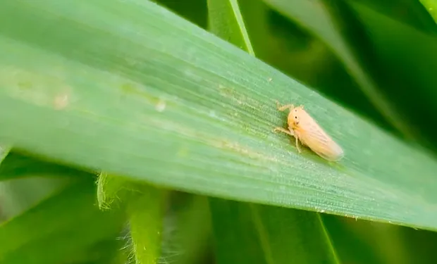 La chicharrita avanzó pero casi no se detecta infectividad a Spiroplasma: «Es imprescindible monitorear para llegar a tiempo con eventuales controles»