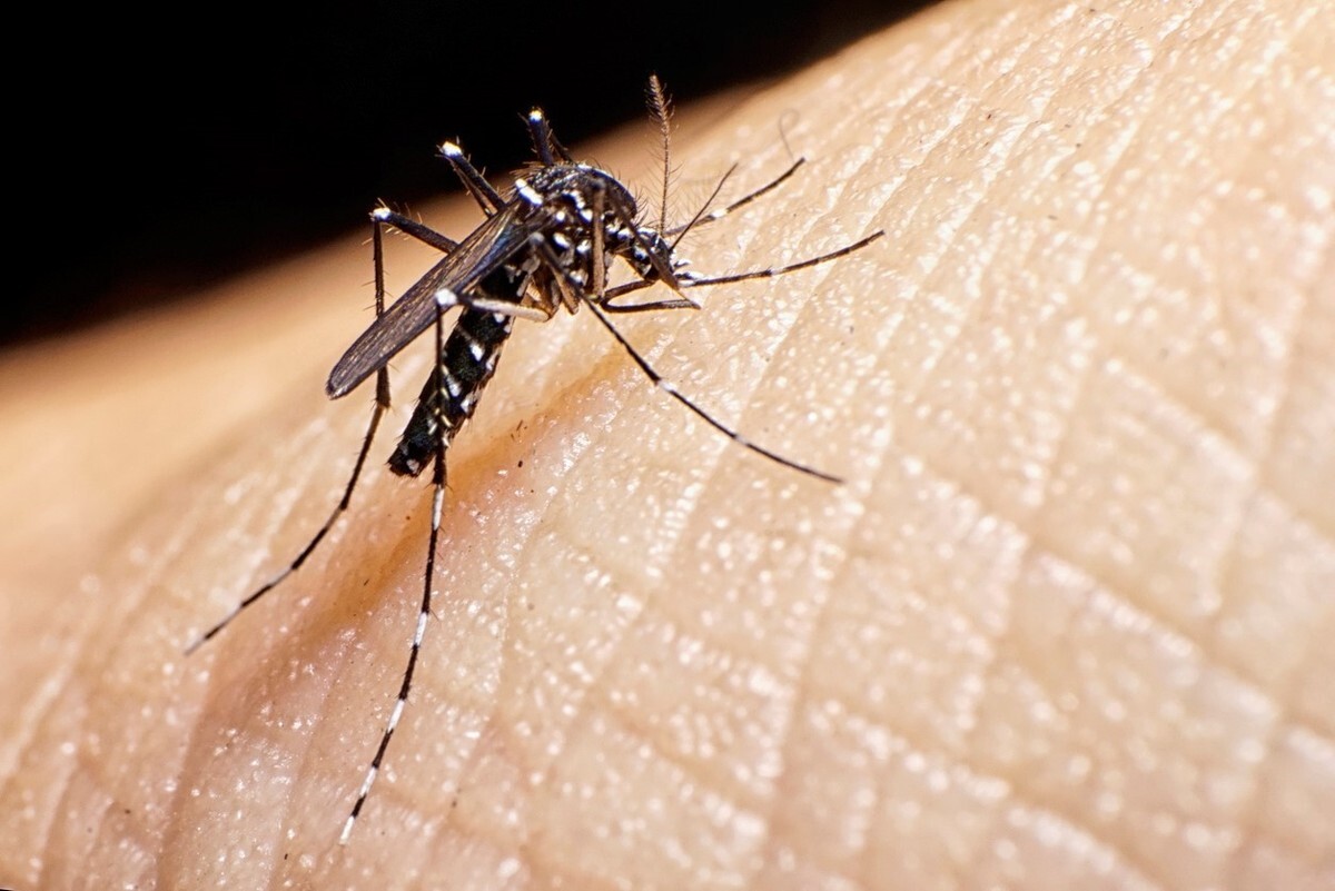 dengue 1.jpg