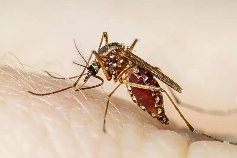 Con el primer caso de dengue confirmado, Santa Fe refuerza la prevención de cara al verano